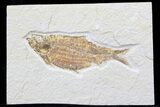 Fat Knightia Alta Fossil Fish - Wyoming #39412-1
